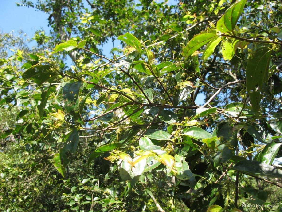 Celtis philippensis Blanco